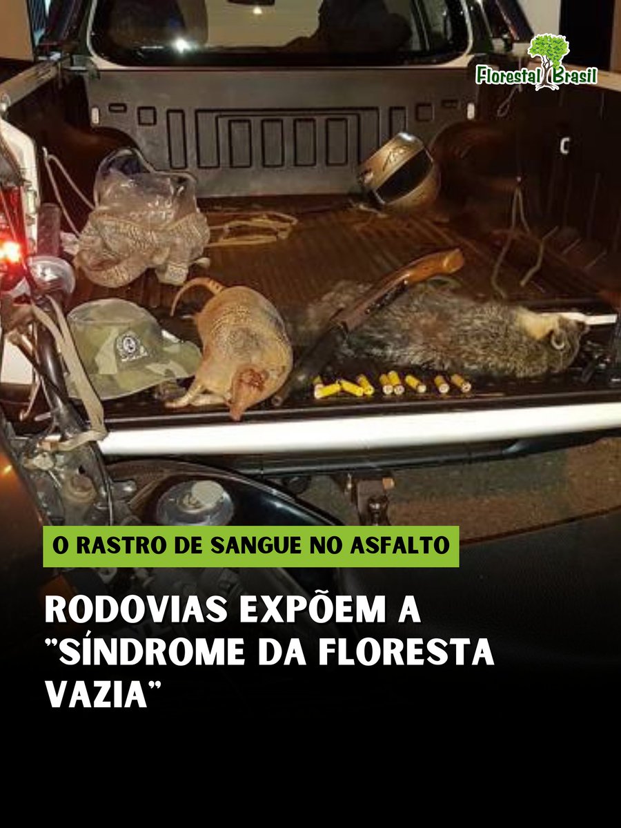 Florestal Brasil 🌳 tweet media