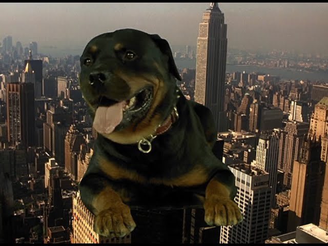 Justin🦩Boldaji tweet media