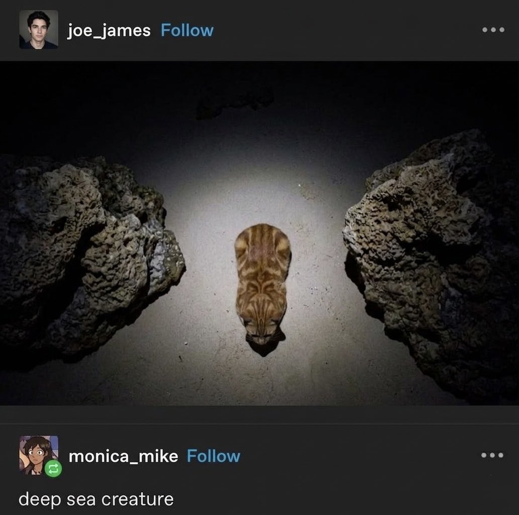 cat memes tweet media