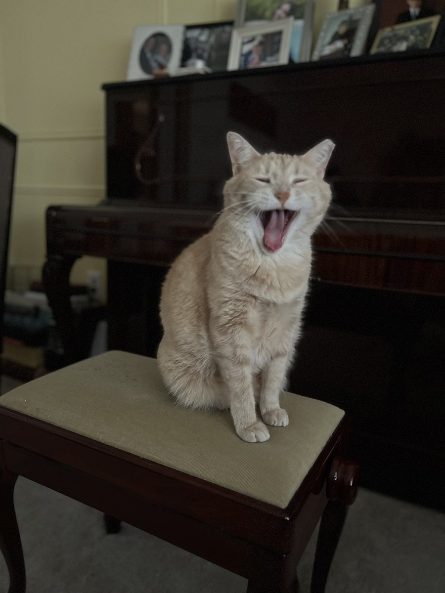 #TongueOutTuesday  (or just being saucy)