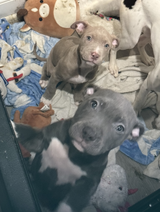 DCPoliceDept's tweet photo. The Metropolitan Police Department (MPD) is searching for two puppies that were taken in a burglary that occurred in Southeast.

Read more: https://t.co/iOikvE3iEJ https://t.co/RiNNBDwNEb