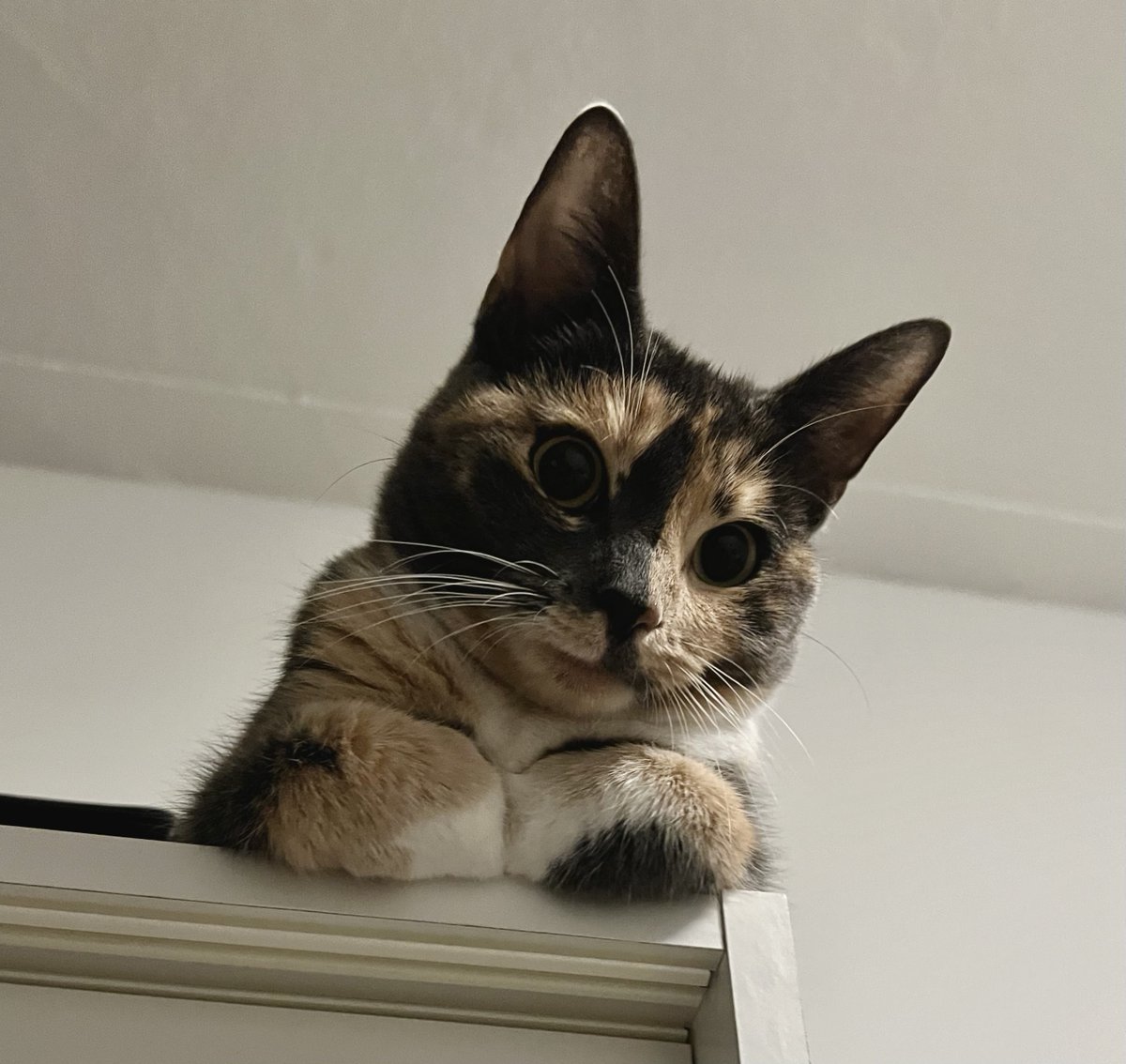 behdaa*d tweet media