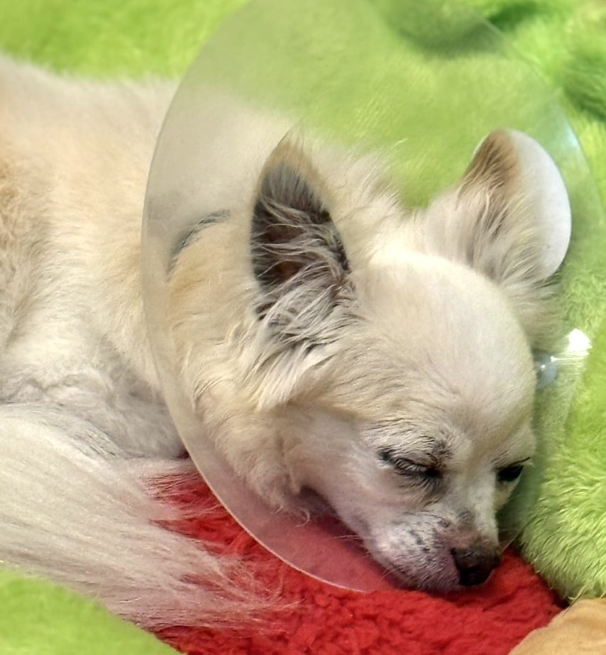 Leon2019_4's tweet image. おはぎょうだ😃
4月22日(水) 行田市☁️最高気温24℃
花粉？黄砂？目と鼻をやられたワン🐶
#チワワ　#犬　#ペット　#保護犬
〔今日のレオンくん↓〕