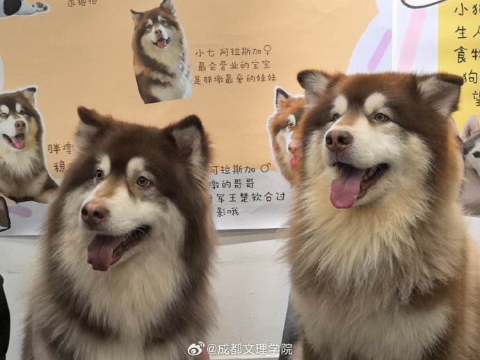 Ирина Шик tweet media