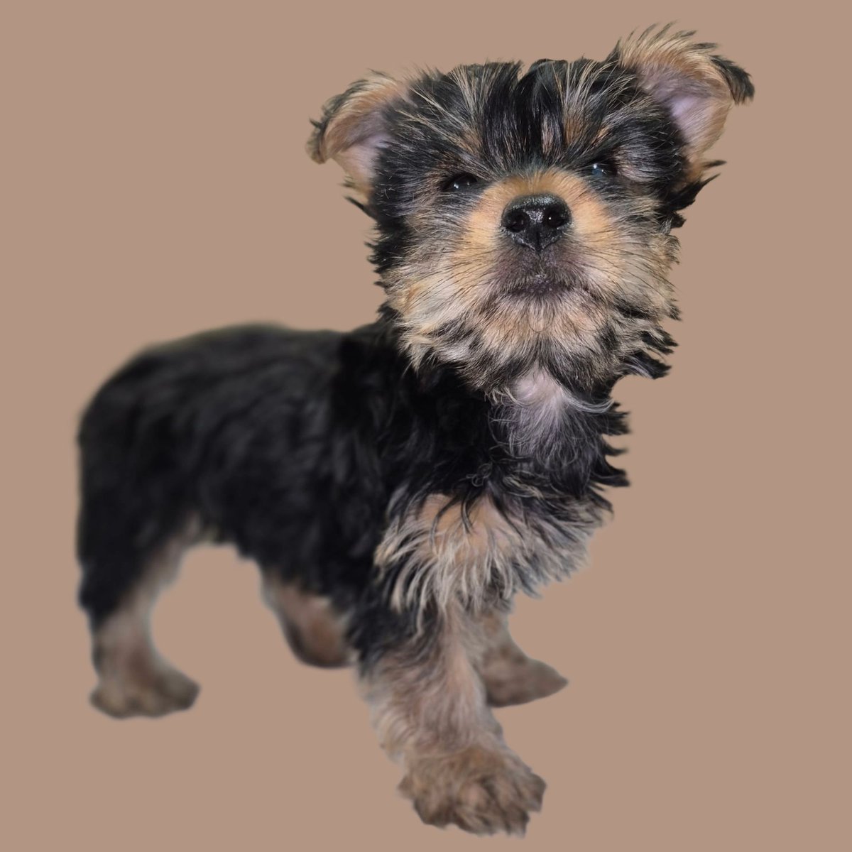 PrattsPets_EM's tweet photo. Meet Odin!
Breed: Yorkshire Terrier (Yorkie)
Sex: Male
DOB: 02/13/26
Registered and Microchipped!
El-Mirage Location - 623-544-1544
Call or message for more information! https://t.co/552BpfJdhU