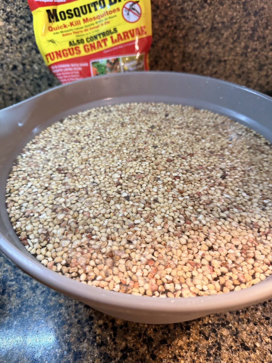 🧊darling tweet media