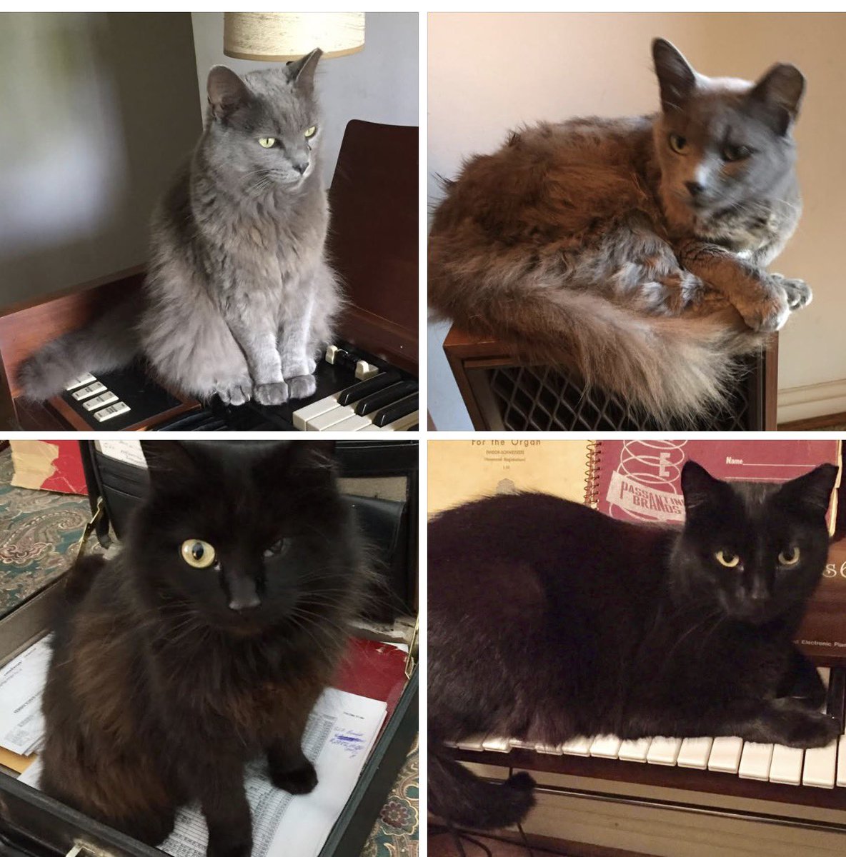 Loudoun Community Cat Coalition tweet media