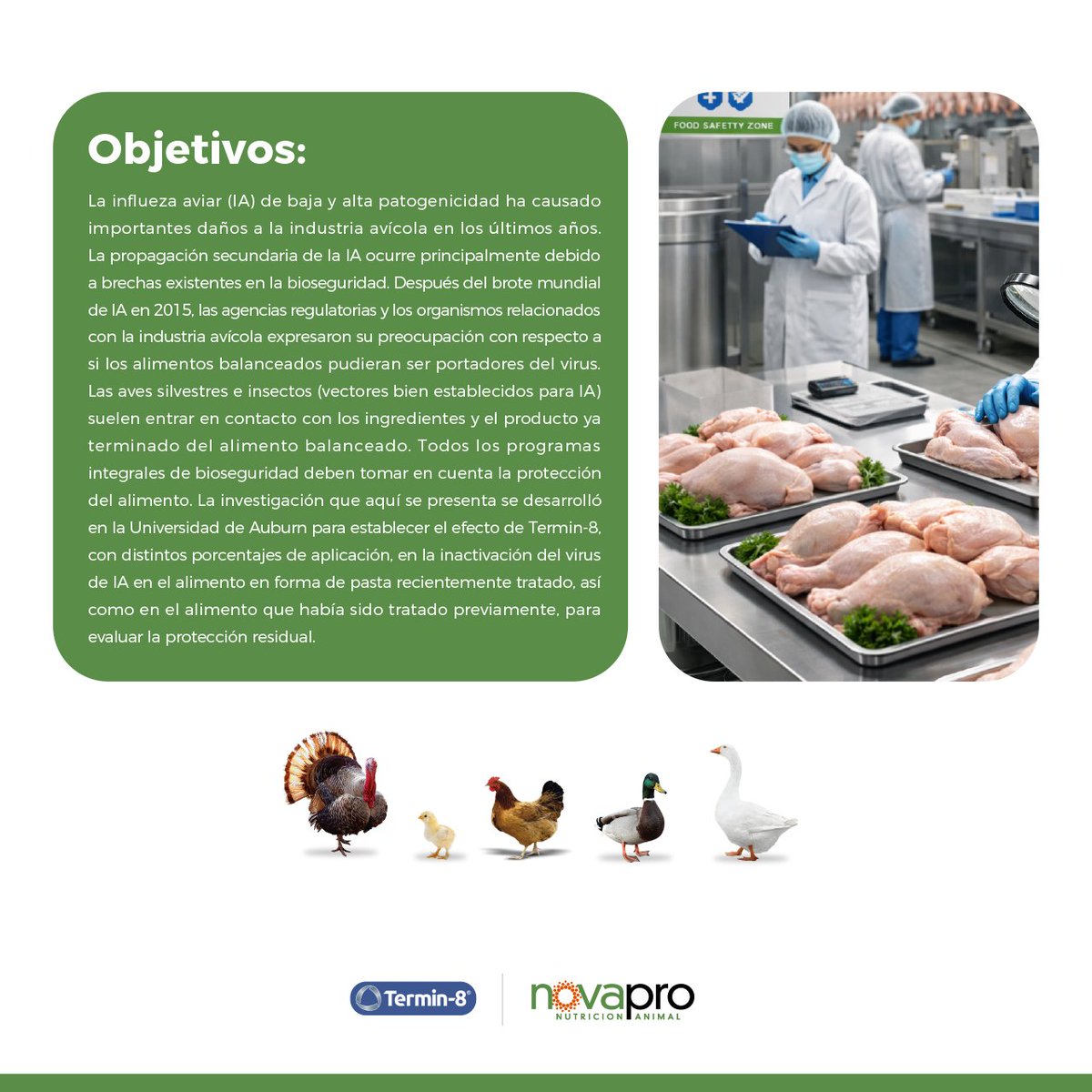 ChileNovapro's tweet photo. En Novapro impulsamos Termin-8 de @anitox: bioseguridad eficaz que reduce riesgo de Influenza Aviar y protege la avicultura. Escríbenos a nutricion@novapro.cl para saber más de este programa. https://t.co/i9mxdYjl1W