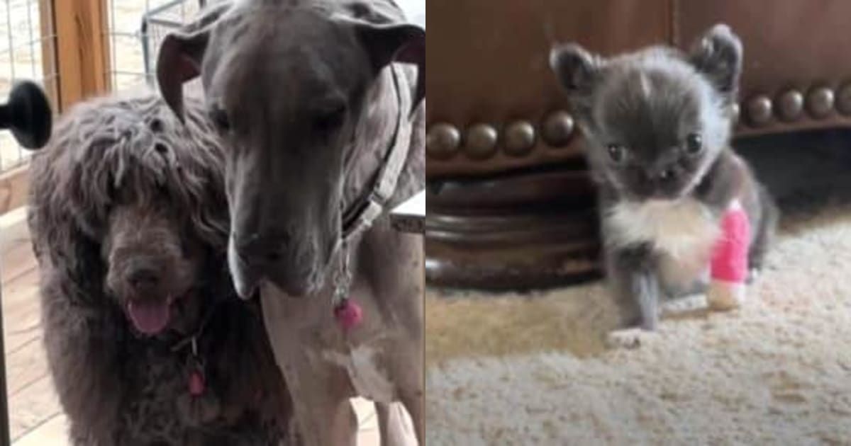 Dog lovers tweet media