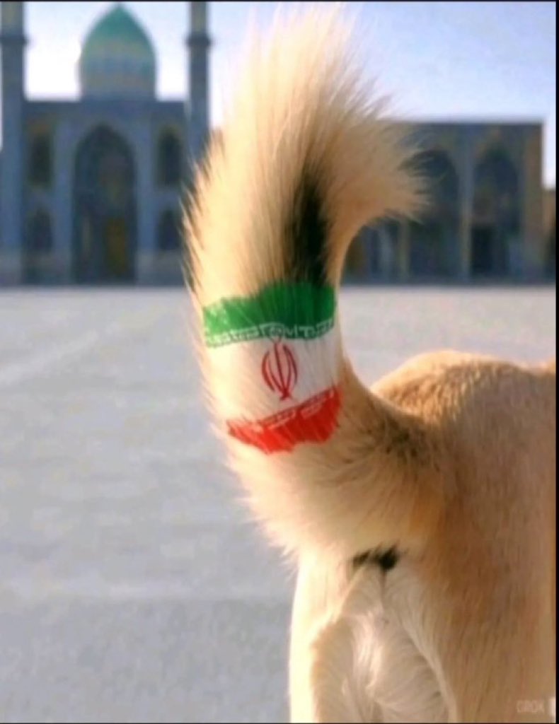 محمد العواد tweet media