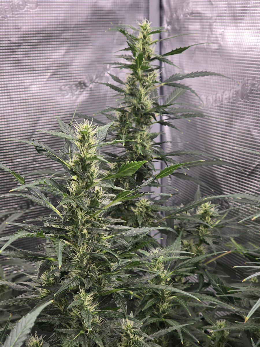 Ryanmac493493's tweet image. In weed we grow high 

#community #mmj #organic #medicalcannabis #terps #daily #homegrown #stoned #cannabisindustry #cannabiscures #usa #uk #Canada #cannabisphotography #hash #stoners #grow #bong #bhfyp #art #pot #rosin #cannabisgrowers #dab #cannabislife #photography #legalize