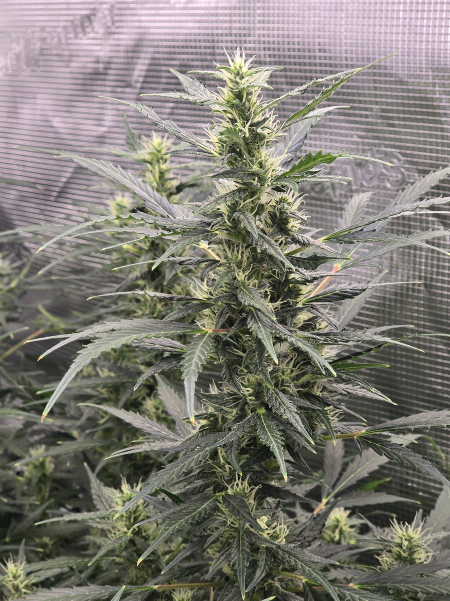 Ryanmac493493's tweet image. In weed we grow high 

#community #mmj #organic #medicalcannabis #terps #daily #homegrown #stoned #cannabisindustry #cannabiscures #usa #uk #Canada #cannabisphotography #hash #stoners #grow #bong #bhfyp #art #pot #rosin #cannabisgrowers #dab #cannabislife #photography #legalize