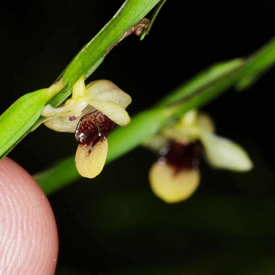 orchidsofkurt's tweet image. 2/ ​​Dendrobium species from section Biloba
°
°
#nature is my #garden with all the #amazing #tropical #orchids, #plants and #flowers of Papua New Guinea! 🌺🌿🇵🇬