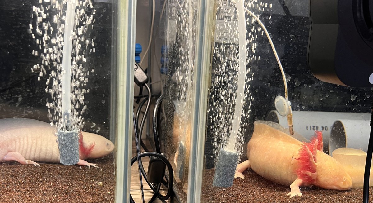 ‎ ラマシー‎ザリガニ˚ʚ⸜(* ॑ ॑* )⸝ɞ˚ tweet media