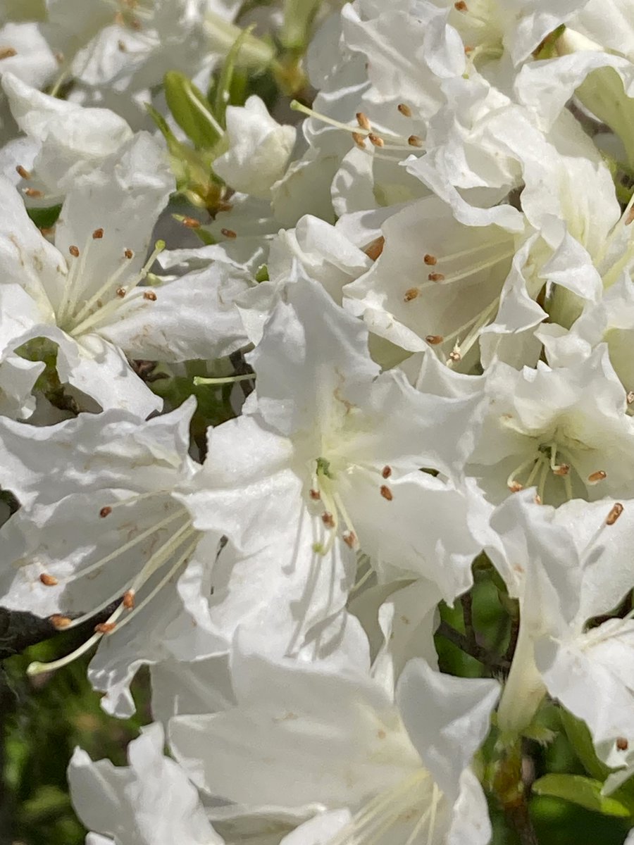 moremore tweet media