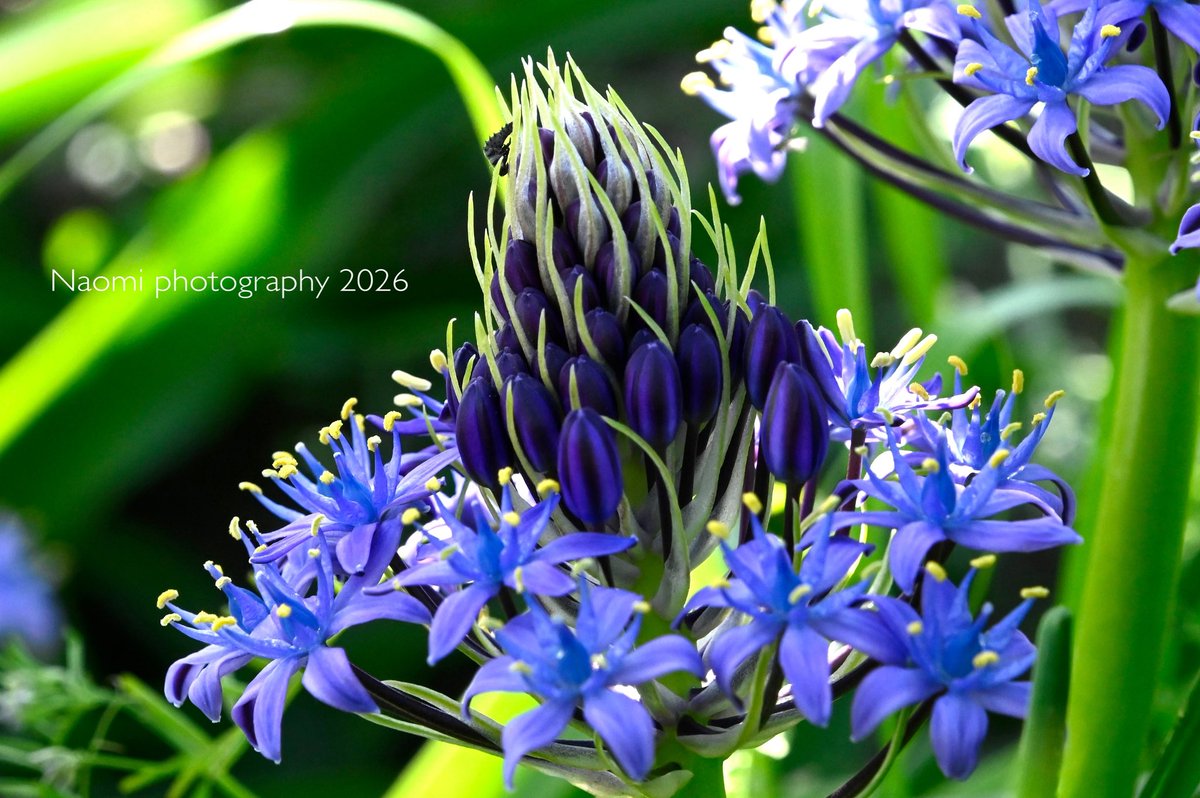 NaoNaonoya's tweet image. シラーペルビアナ

この時期になると
ニョキニョキっと出てきて
かなりの存在感がある
毒性のお花らしい

#nikonz6
#flowers
#写真すきな人と繋がりたい