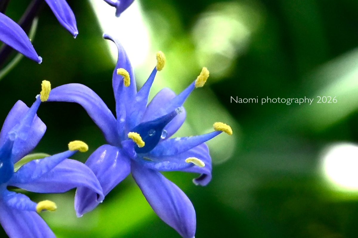 NaoNaonoya's tweet image. シラーペルビアナ

この時期になると
ニョキニョキっと出てきて
かなりの存在感がある
毒性のお花らしい

#nikonz6
#flowers
#写真すきな人と繋がりたい