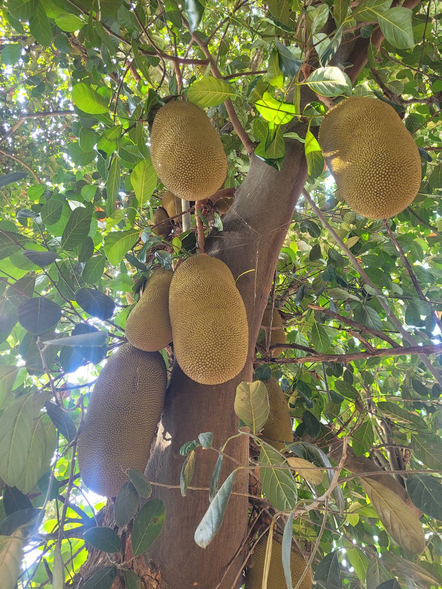 manjula2001's tweet photo. #nature #NaturePhotography #gardens #PictureOfTheDay #naturelife #treeday #SweetTreats #FlowersOfTwitter #blooming #photooftheday #NatureBeauty #daily #beautiful #Days Nature's Candy Store 🍬 ♥️ https://t.co/b4rmgds781