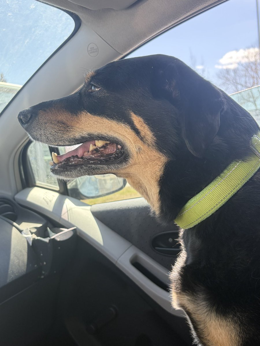 Hellbeastly's tweet image. Ember was thrilled to get two car rides today!!! She got broccoli for the morning ride and cucumber for the afternoon!!! #dogsoftwitter