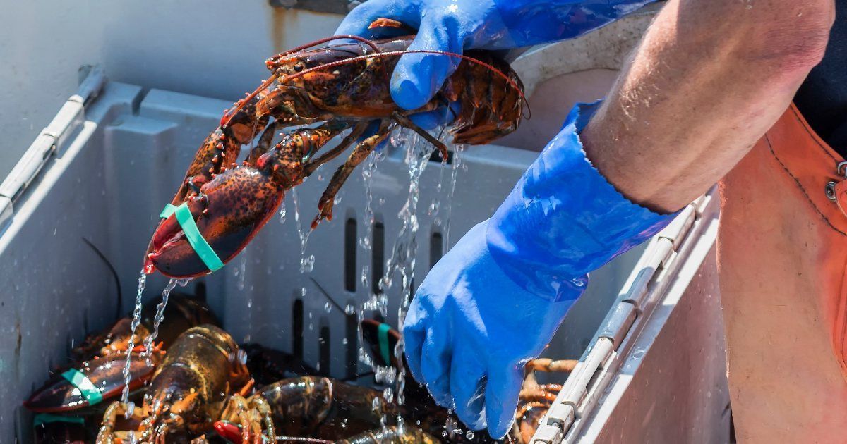 PNS_News's tweet image. New England #fishermen are applauding the USDA’s new Office of Seafood, created to expand federal support for seafood production &amp;amp; processing. Advocates say it could help improve access to loans, infrastructure funding, and workforce training. 📻 buff.ly/2NalqW1
#Seafood