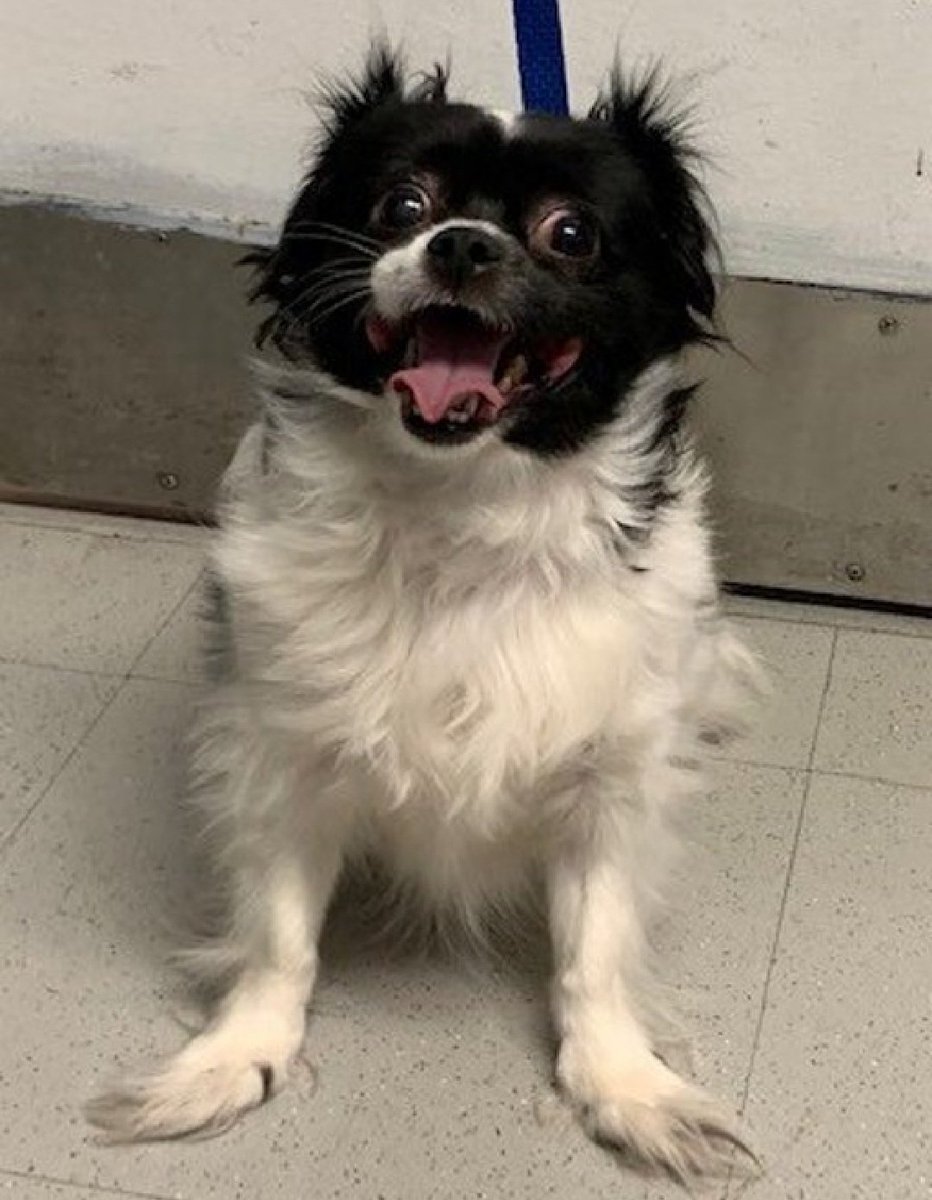 Little Paws NYC tweet media