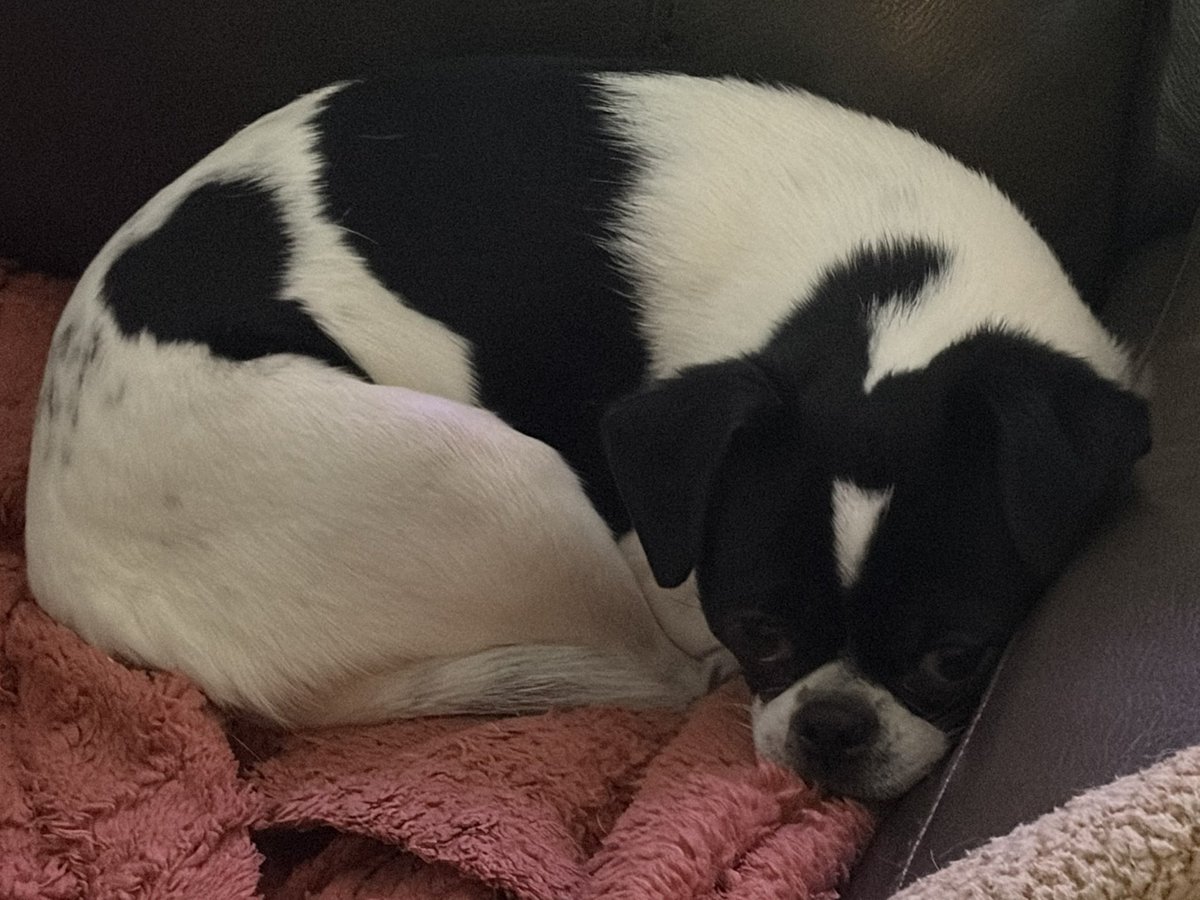 Hellbeastly's tweet image. We enjoyed good naps today!!! 😴 #dogsoftwitter