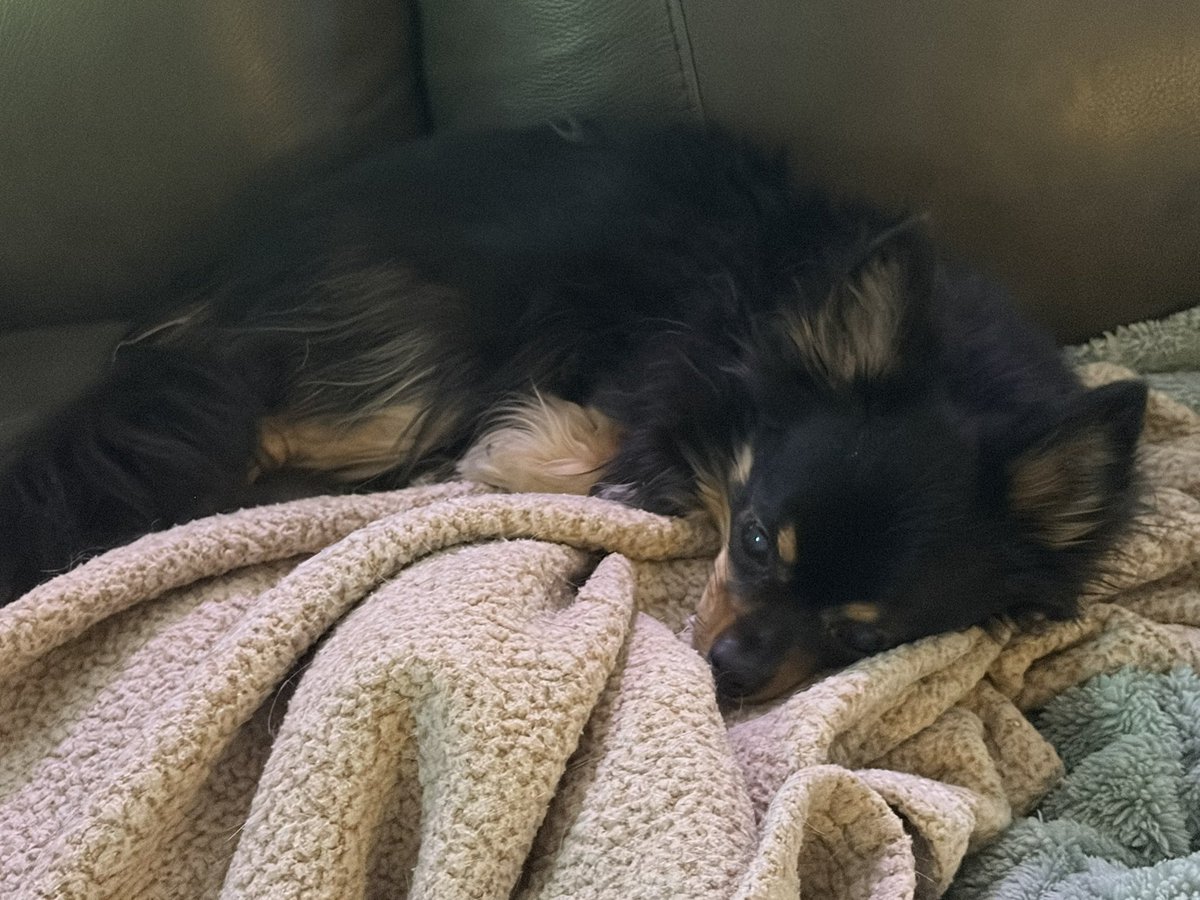 Hellbeastly's tweet image. We enjoyed good naps today!!! 😴 #dogsoftwitter