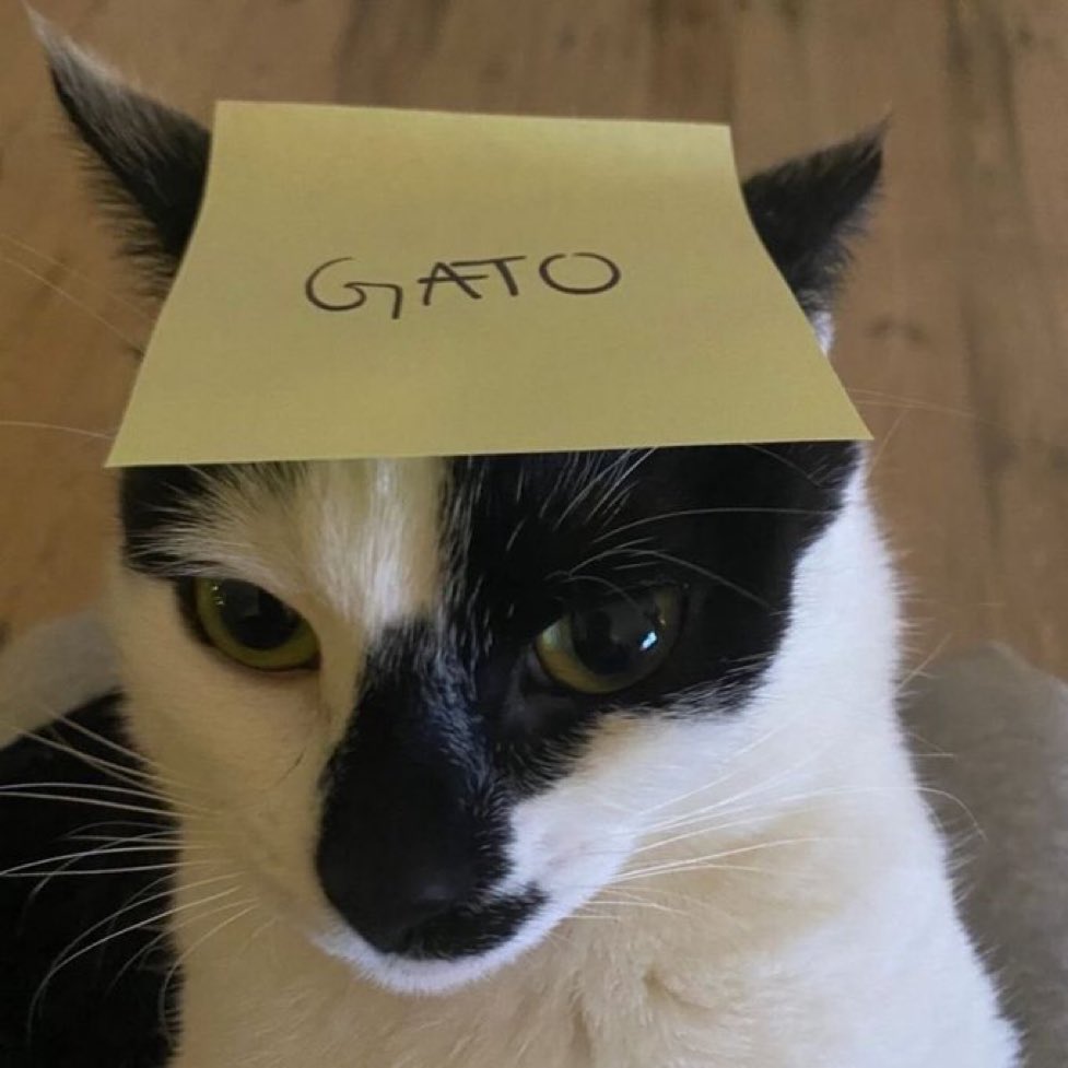 gatos fazendo gatices tweet media