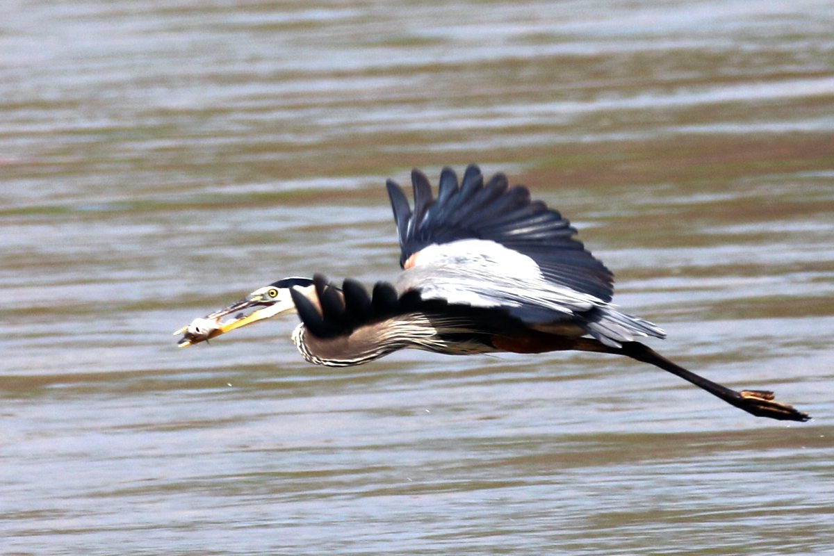 usacetulsa's tweet image. #WildlifeWednesday

A Great Blue Heron in action below the dam—fresh catch in hand.

Discarded fishing line can seriously injure birds like this.
Please pack it out or use disposal bins.

Protect wildlife. Fish responsibly.

#EnvironmentalStewardship #LeaveNoTrace