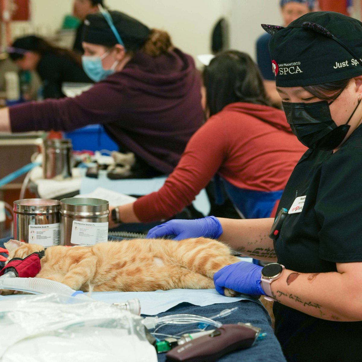 sfspca's tweet photo. Great news! The SNIP Act, an animal welfare bill co-authored by @AsmSoria and @Scott_Wiener and sponsored by the SF SPCA, passed an important committee vote today. This bill will allow for the operation of pop-up veterinary clinics for high-quality, high-volume #SpayNeuter . https://t.co/RKt7WYPo5P