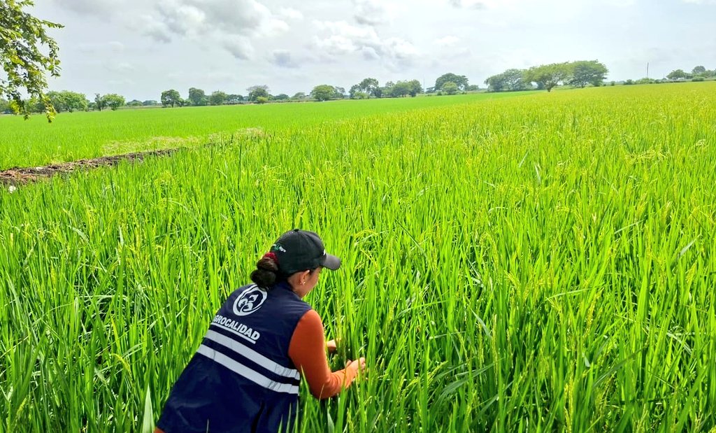 AgrocalidadZ5's tweet photo. #Guayas | 🔎 Realizamos monitoreos fitosanitarios en cultivos de arroz, en el cantón Daule, con el fin de detectar oportunamente la presencia de plagas y evaluar el estado sanitario del cultivo.

Protegemos la producción agrícola y fortalecemos la seguridad alimentaria del país. https://t.co/35739OpZvC