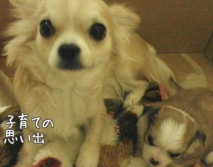 ashibenomics's tweet image. この頃の写真、本当ないんだよね。
ガラケーから携帯百景に上げていた一枚。

右下のまん丸なのは、生後数日のナナね。

#chihuahua #doglovers