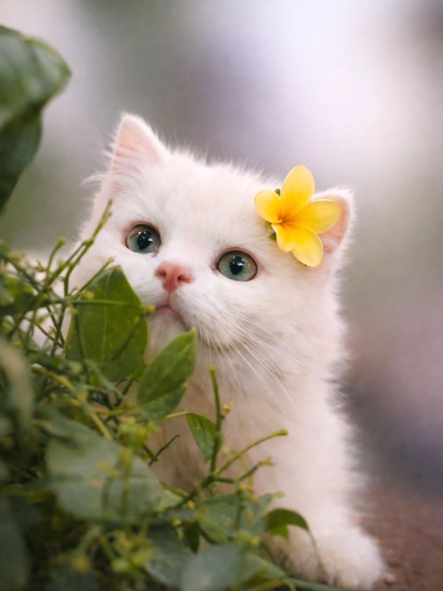 Purely Green tweet media