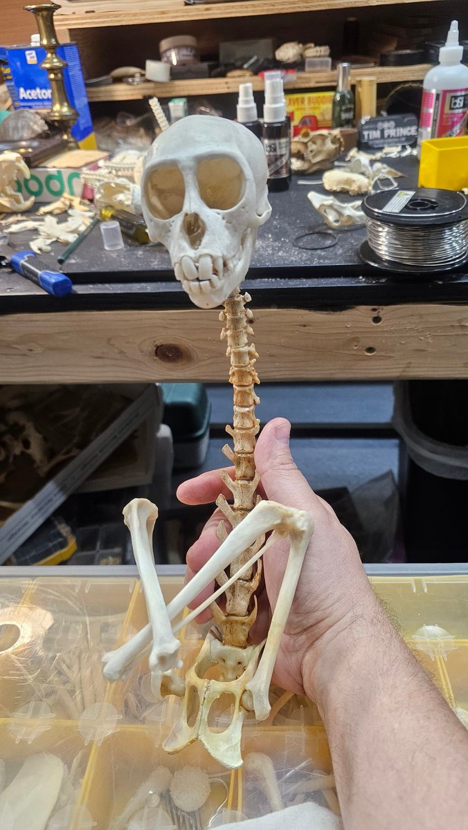 4gottenBoneyard's tweet image. The beginning of another step to my Current WIP forgottenboneyard.com @scavengedparts #rockford #oddities