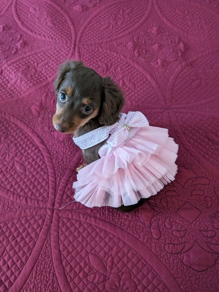 twaniimals's tweet photo. https://t.co/K2GYYia9Vm
