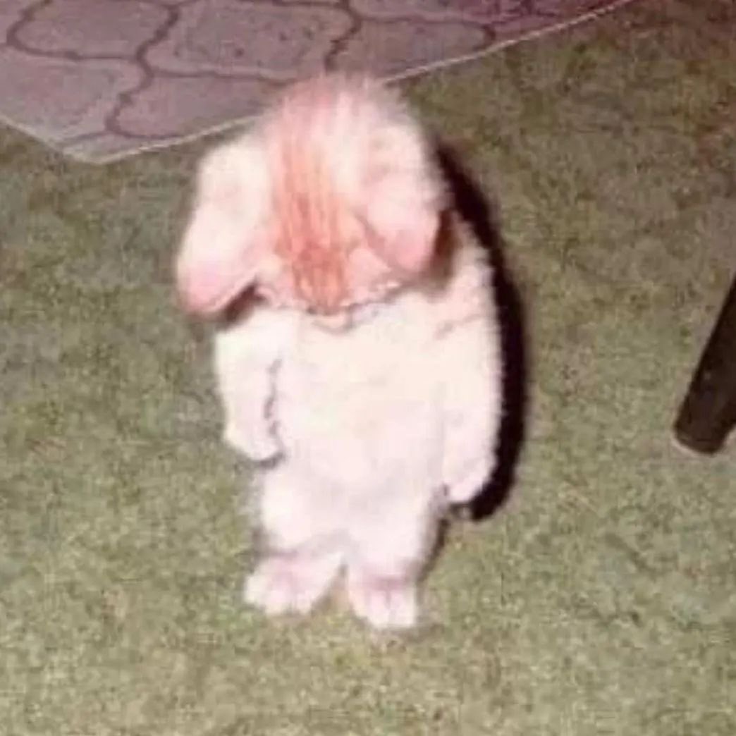 Ghost ₍^. .^₎⟆ (busy) tweet media