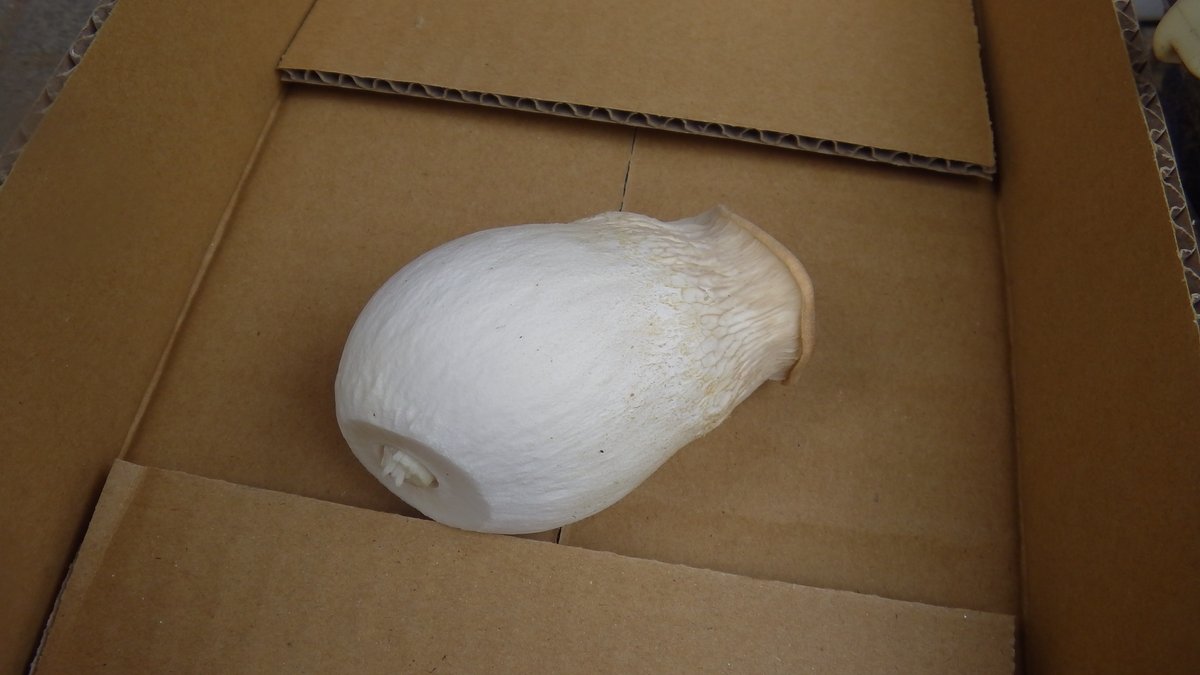 リポＤ tweet media