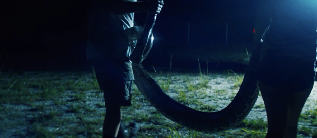 firstshowing's tweet photo. 🐍 A totally bonkers journey into the Everglades in Florida following a batch of people in the annual python hunt. "For 10 nights, an eclectic group of hunters confront the dangerous terrain, nocturnal creatures and their own desires." #ThePythonHunt film hits theaters this May. https://t.co/ZDTSTHHWtq