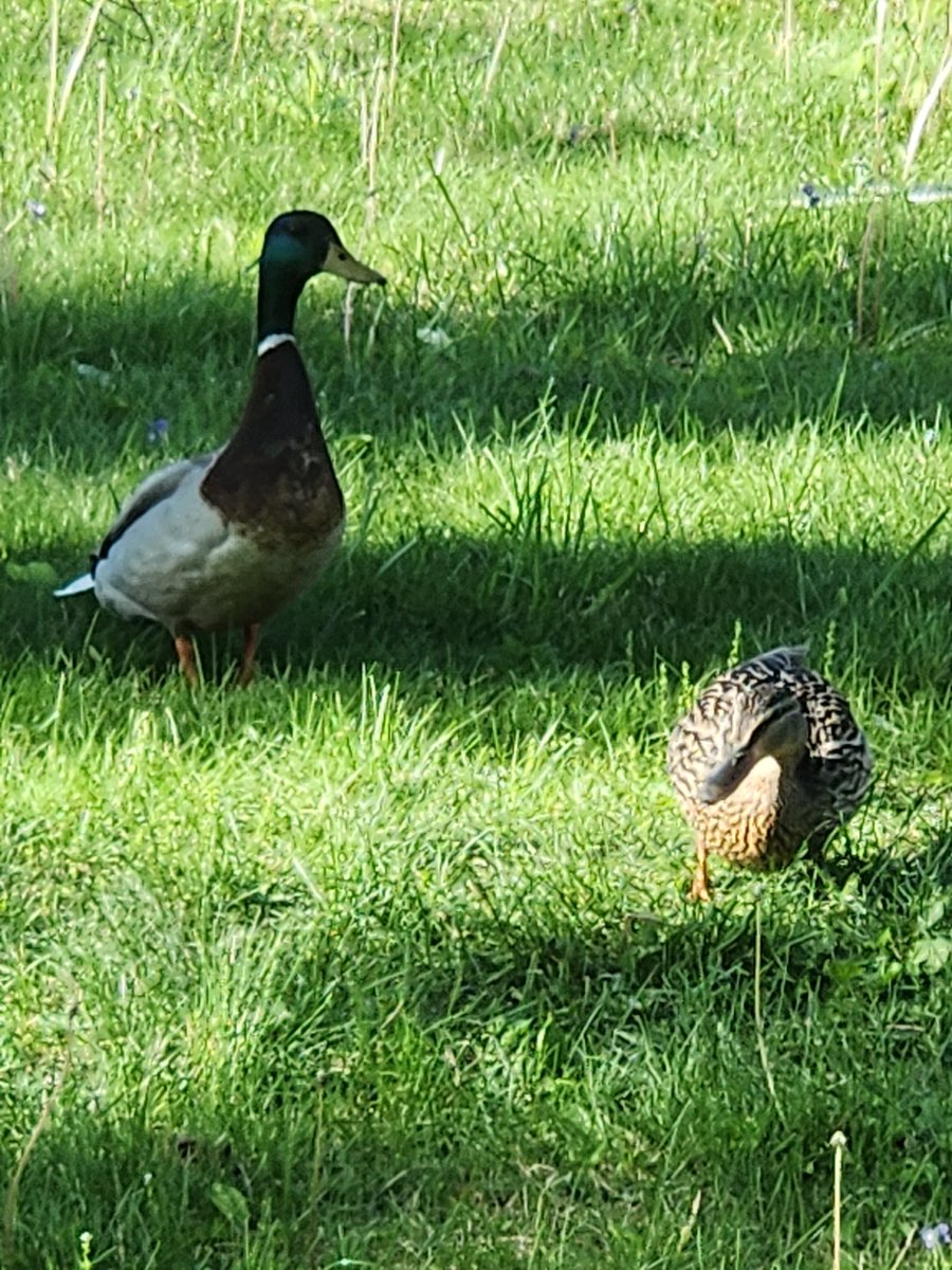 microplastics rectifier tweet media