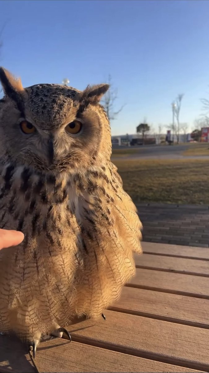 Miyu and Buffy tweet media