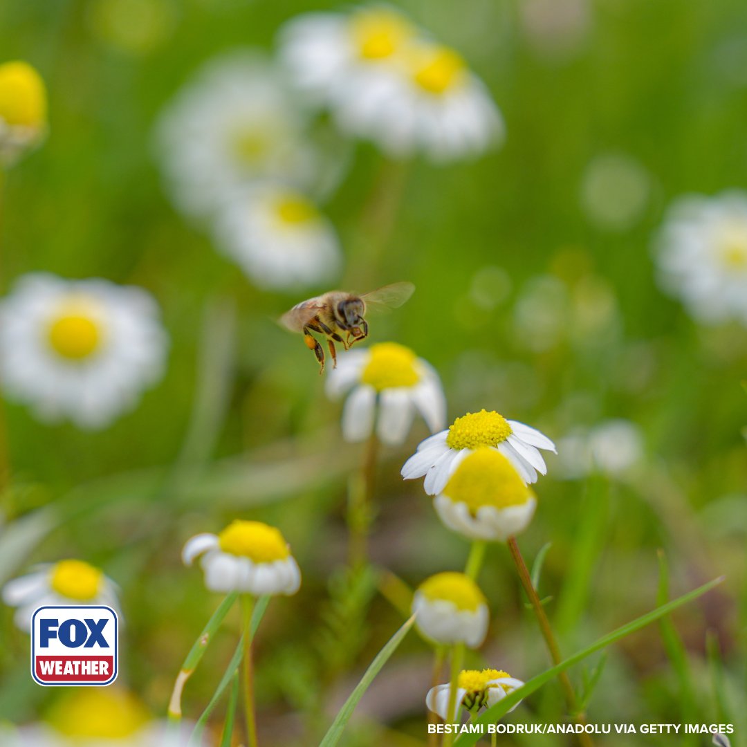 foxweather's tweet image. ALLERGY ATTACK 🤧: Experts are saying spring could last longer this year, meaning bad news for people with allergies.

Click the link to read more.

#Allergies #Spring #Pollen #FOXWeather