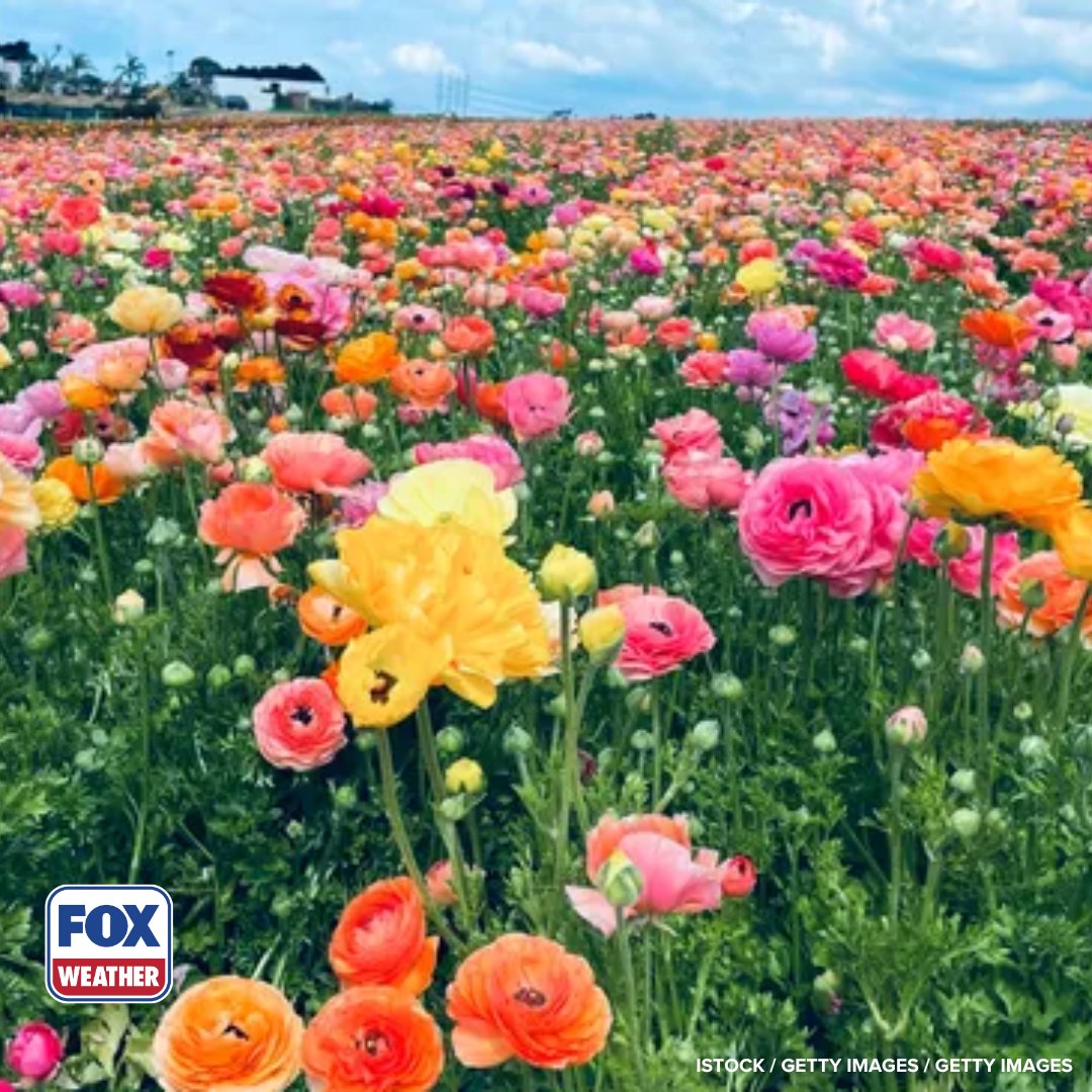 foxweather's tweet image. ALLERGY ATTACK 🤧: Experts are saying spring could last longer this year, meaning bad news for people with allergies.

Click the link to read more.

#Allergies #Spring #Pollen #FOXWeather