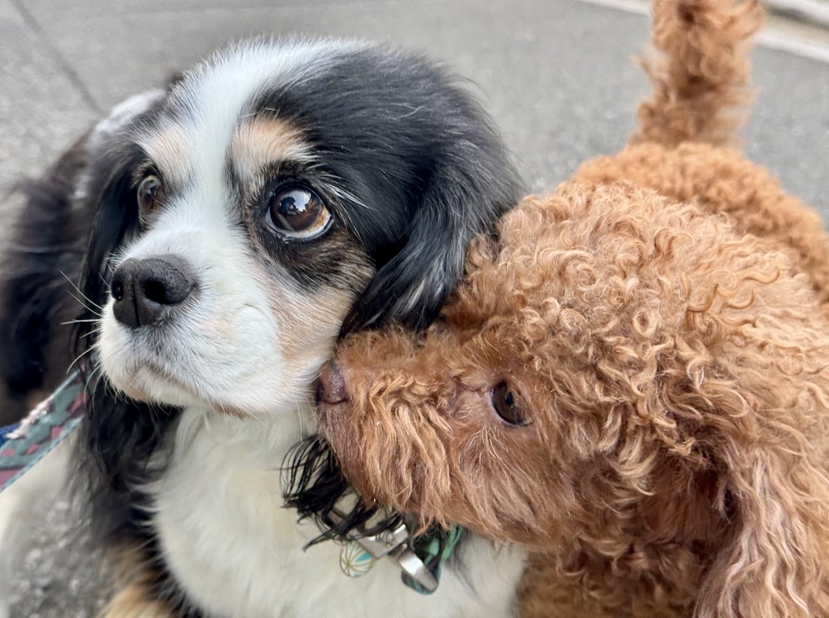 gtfld's tweet image. おはようございます。 #dogs