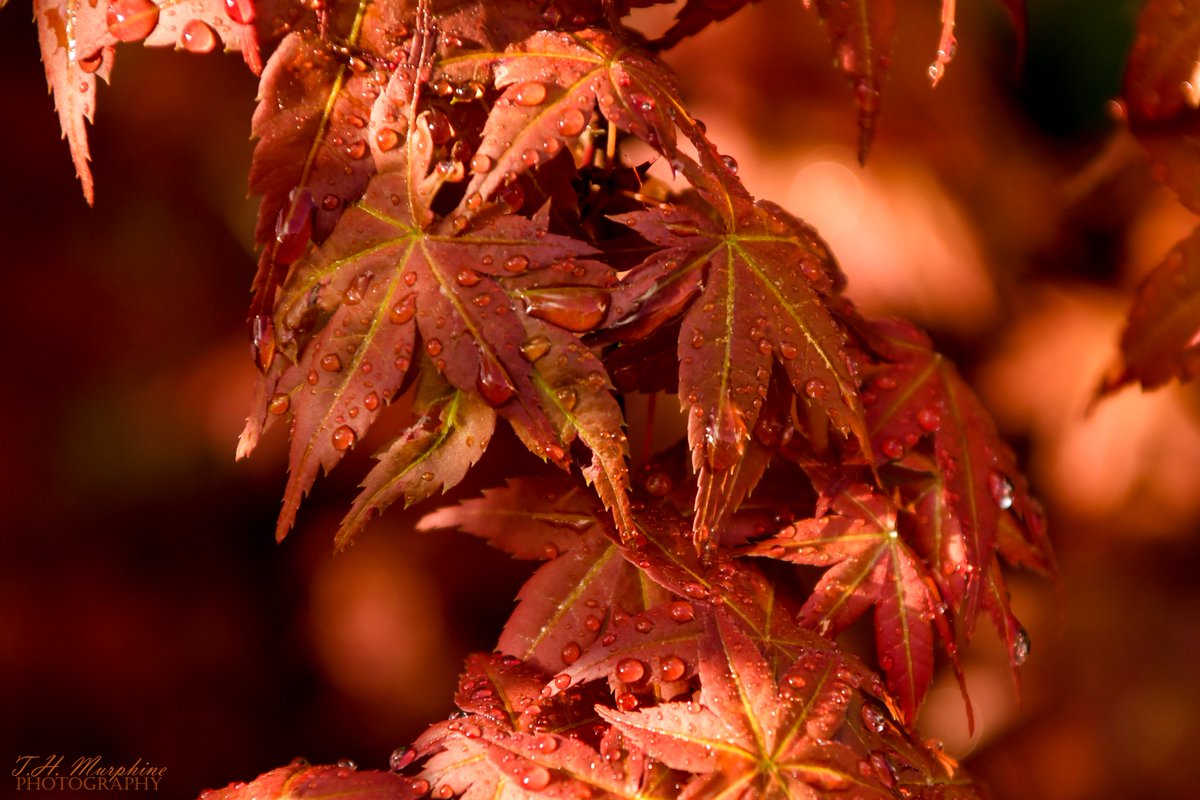 Tom Murphine 🇺🇸 📷🌊☮️ 🇺🇦 tweet media