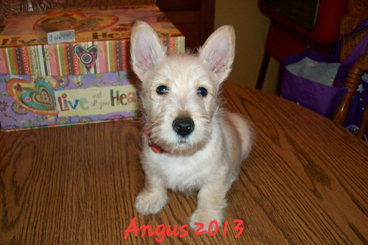 BizzMacc's tweet photo. @puppiesDoglover Gus @GusMacST Who passed away just short of his 13th Birthday ๐ last month. In July of 2013, I found him from a lady in #Blackville #SC #ElaineDiamond
We were inseparable and the loss is inconsolable. #Scotties #ScottishTerrier Grew up mainly with #Schnauzers Gus was my 4th ๐ด๓ ง๓ ข๓ ณ๓ ฃ๓ ด๓ ฟ https://t.co/laZBAlvaKD