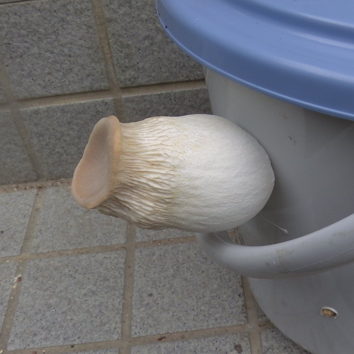 リポＤ tweet media