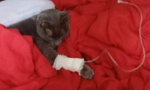 misuperamigofiel 🇦🇷 tweet media