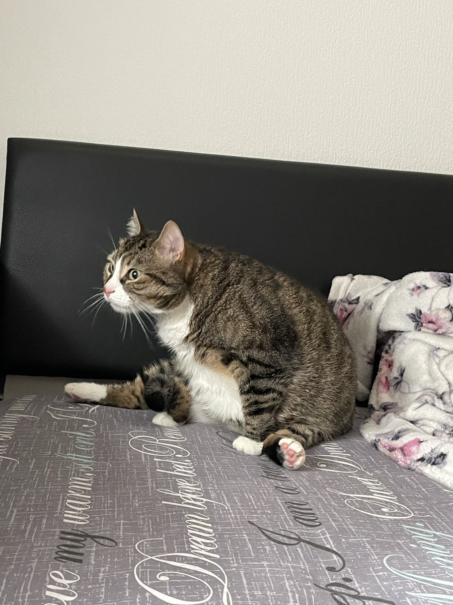 ada norton tweet media