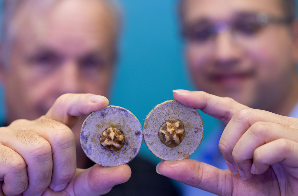 univmiami's tweet photo. #UMiami researchers are developing new strategies for coral restoration by improving survival rates of young corals. https://t.co/IO8yzThHKp

@MiamiRosenstiel @UMCAS https://t.co/5Qvnzds4i4