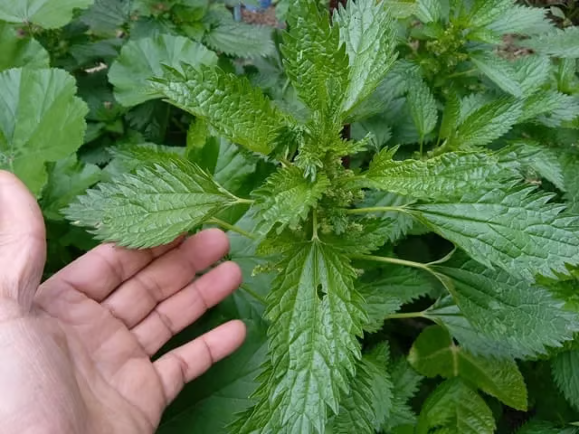 theoboddru4215's tweet image. Today's tending:
Stand in a doorway. Palms flat on the jambs. Push like you mean to move the house. 10 seconds. Twice more.
Asparagus at 425° for 12 min, olive oil, salt. April's one honest vegetable.
#herbalism #queer #cooking #LGBTQ #fediverse #trans
twp.ai/2Q2Szvh